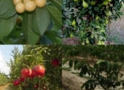 Satılır 2 otaqlı 75 m2 həyət evi Qazax