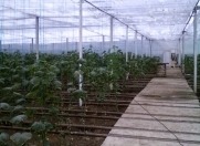 Satılır 7 otaqlı 6200 m2 obyekt Fatmayı