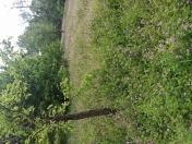 Satılır 30 sot torpaq İsmayıllı