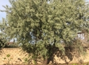 Satılır 30 sot torpaq Bilgəh