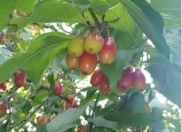 Satılır 25 sot torpaq Qəbələ