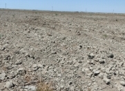 Satılır 15000 sot torpaq Neftçala