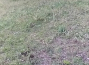 Satılır 10 sot torpaq İsmayıllı