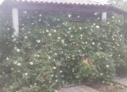 İcarəyə verilir 2 otaqlı 80 m2 bağ evi Fatmayı