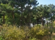 Satılır 10 sot torpaq Biləcəri