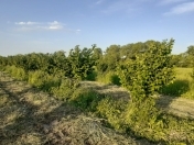 Satılır 50 sot torpaq Xaçmaz