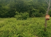 Satılır 20 sot torpaq Oğuz