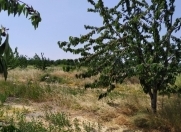 Satılır 166 sot torpaq Qusar