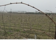 Satılır 182.5 sot torpaq Məhəmmədli