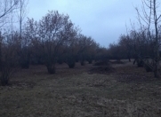 Satılır 36 sot torpaq Qəbələ