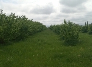 Satılır 113 sot torpaq Xaçmaz