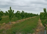 Satılır 700 sot torpaq Quba