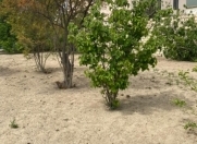 Satılır 8 sot torpaq Sumqayıt