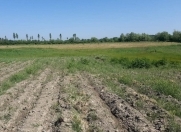 Satılır 393 sot torpaq Xaçmaz