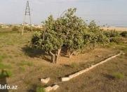 Satılır 35 sot torpaq Zirə