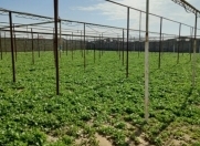 Satılır 20 sot torpaq Türkan