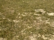 Satılır 4 sot torpaq Məhəmmədli