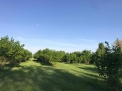 Satılır 120 sot torpaq Qəbələ