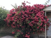 Satılır 4 otaqlı 220 m2 həyət evi Y.Ramana