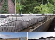 Satılır 36 sot torpaq Zirə