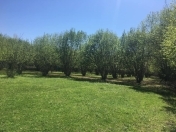 Satılır 41 sot torpaq Qəbələ