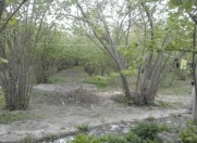 Satılır 4 otaqlı 40 m2 bağ evi Xaçmaz