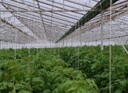 Satılır 2 otaqlı 8300 m2 obyekt Zirə