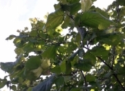 Satılır 100 sot torpaq Qax