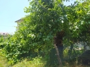 Satılır 5 otaqlı 70 m2 həyət evi Lənkəran