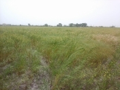 Satılır 176 sot torpaq Xudat