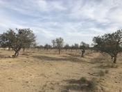 Satılır 45 sot torpaq Masazır