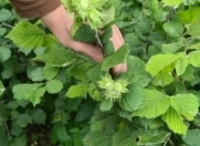 Satılır 320 sot torpaq Zaqatala