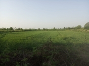 Satılır 60 sot torpaq Göyçay