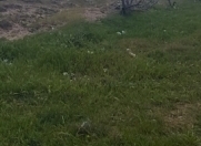 Satılır 21 sot torpaq Şüvəlan