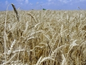 Satılır 6 sot torpaq Şamaxı