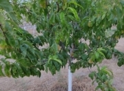 Satılır 10 sot torpaq Novxanı