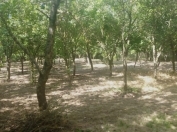 Satılır 12 otaqlı 100 m2 bağ evi Lənkəran