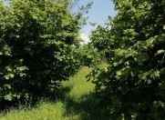 Satılır 20 sot torpaq Balakən