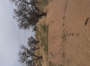 Satılır 53 sot torpaq Masazır