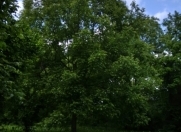 Satılır 46 sot torpaq Qəbələ