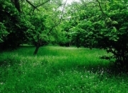 Satılır 80 sot torpaq Qəbələ