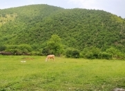 Satılır 85 sot torpaq Oğuz