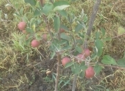 Satılır 80 sot torpaq Quba