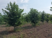 Satılır 1400 sot torpaq Quba