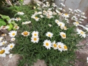 Satılır 8 sot torpaq Zabrat 1