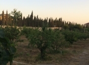 Satılır 27 sot torpaq Qurtuluş - 93 Yaşayış Kompleksi