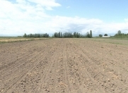 Satılır 724 sot torpaq Şamaxı