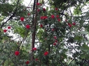 Satılır 6 otaqlı 220 m2 həyət evi Qaraçuxur