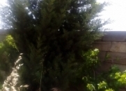 Satılır 24 sot torpaq Albalı