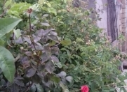 Satılır 2 otaqlı 44 m2 həyət evi Hökməli